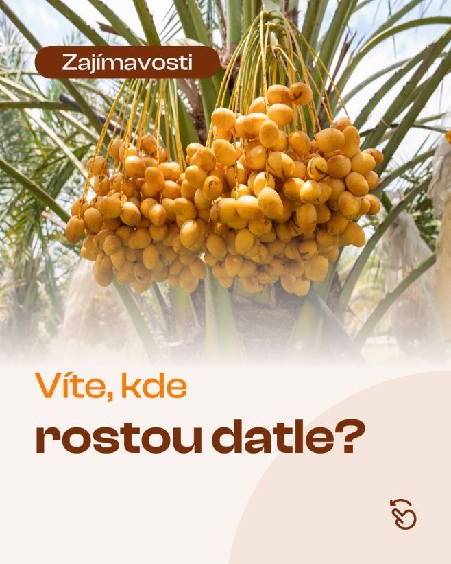 Datle nejsou jen sladká dobrota — mají i svůj krásný příběh. 🌴☀️ Podívejte se s námi, kde rostou odkud pochází. 🧐...